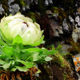 天山風毛菊 天山風毛菊
