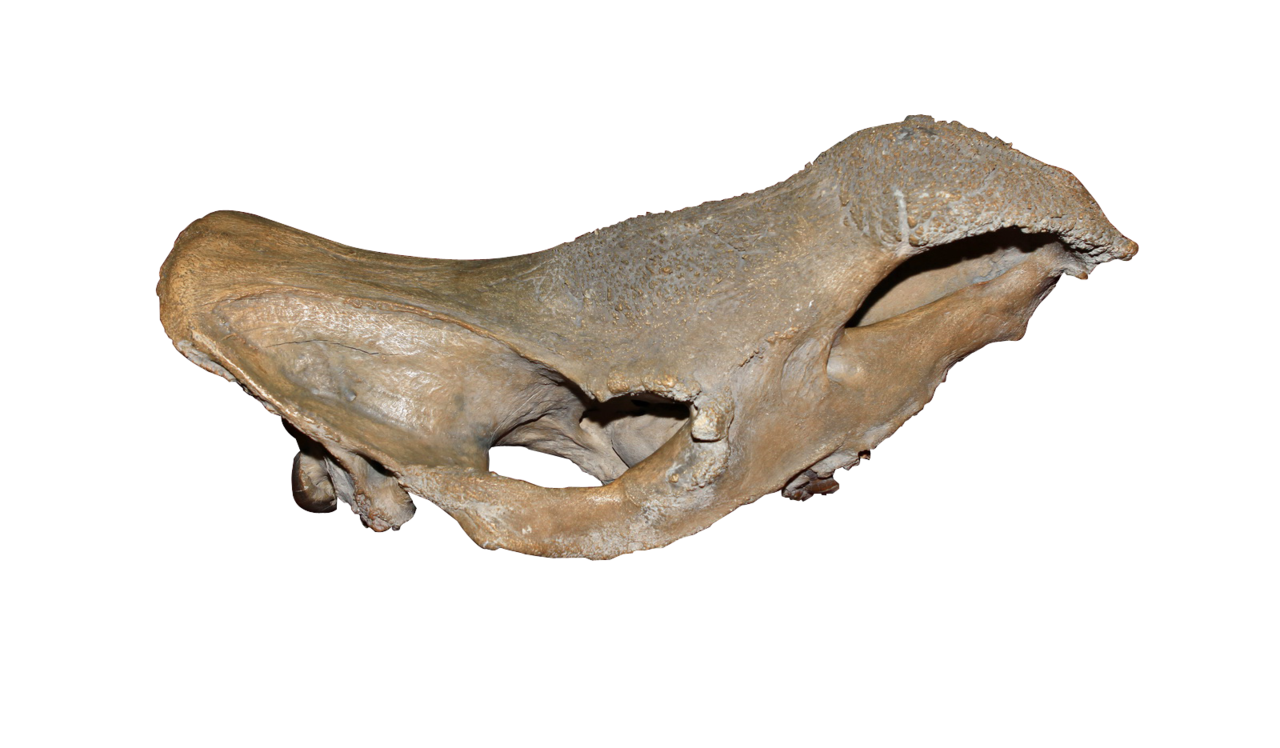 披毛犀頭骨化石