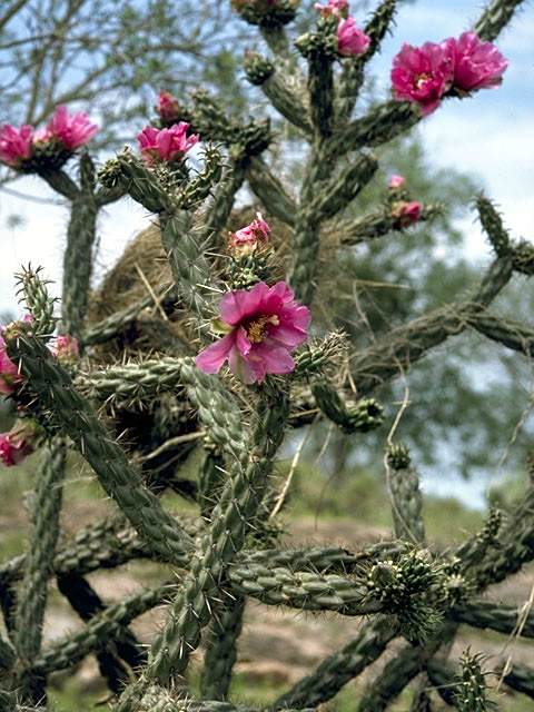 Cylindropuntia imbricata Cylindropuntia imbricata