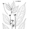 白序樓梯草 白序樓梯草