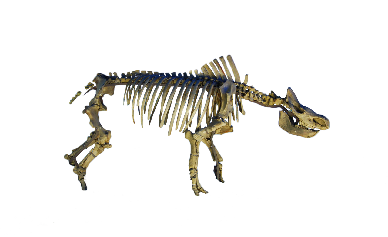 披毛犀化石骨架