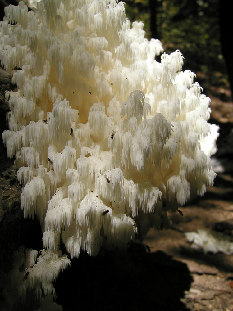 珊瑚狀猴頭菌