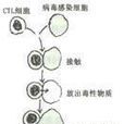 抗病毒免疫 抗病毒免疫