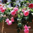 粉鑽(薔薇屬植物品種) 粉鑽(薔薇屬植物品種)