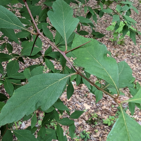 Crataegus opaca