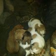 繡球犬 繡球犬