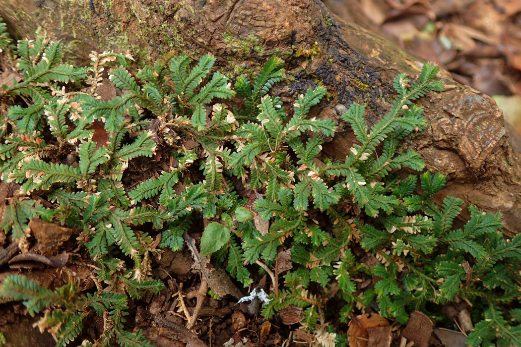 Selaginella fruticulosa