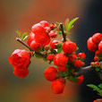 沂蒙紅 沂蒙紅