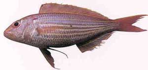 金線魚(紅三魚)