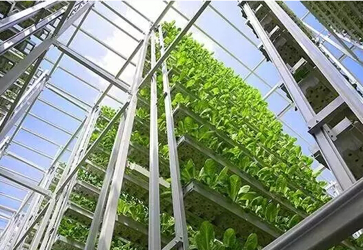 新加坡垂直農場