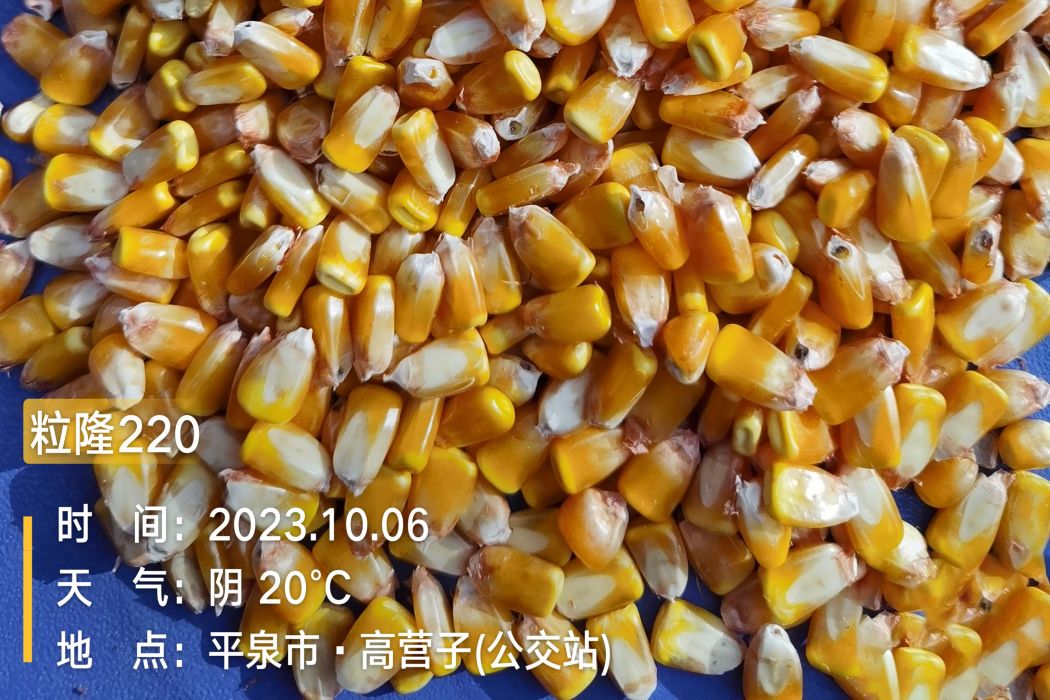 粒隆220 粒隆220