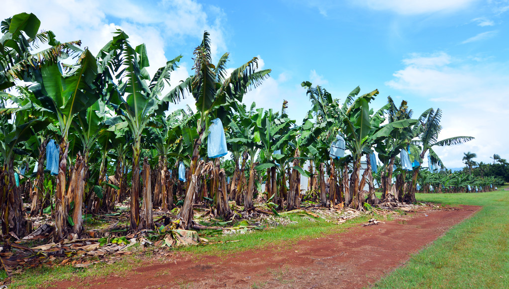 熱帶企業化種植園
