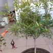 墨石榴 墨石榴