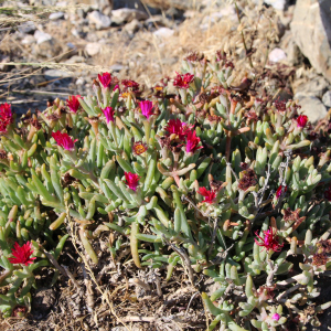 Malephora purpureocrocea