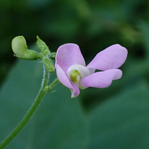 尖葉菜豆