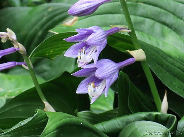 紫玉簪(玉簪屬多年生草本植物)