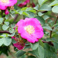 細梗薔薇 細梗薔薇