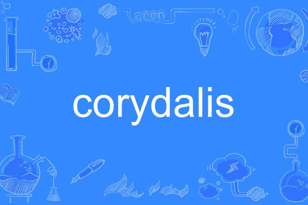corydalis corydalis