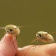 安蜂虻 安蜂虻