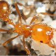 熱帶火蟻