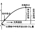 光抑制 光抑制