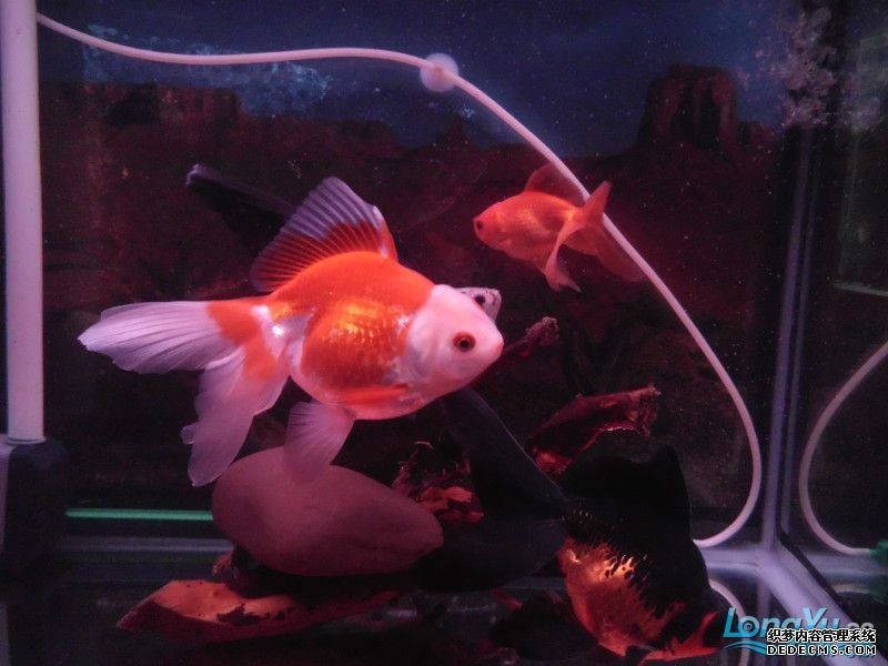 代斯魚 代斯魚