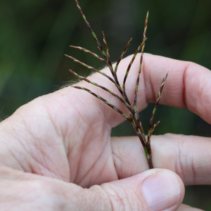 Lepidosperma clipeicola