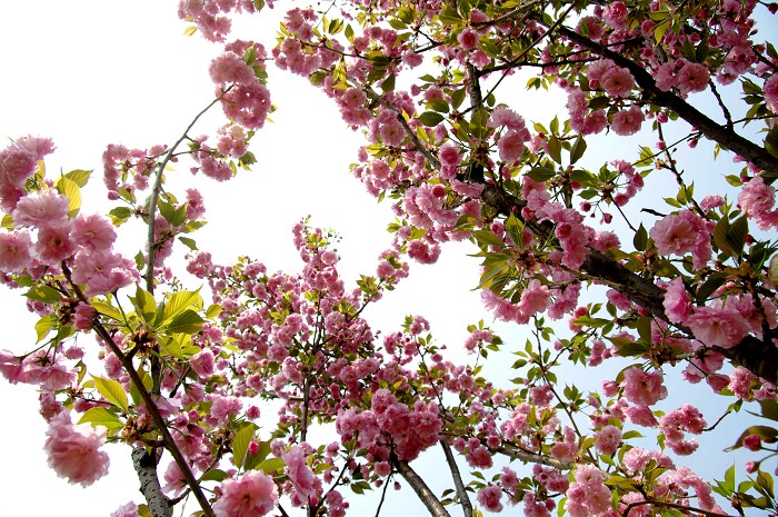蕉門公園櫻花