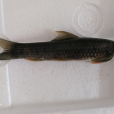 橋街墨頭魚 橋街墨頭魚