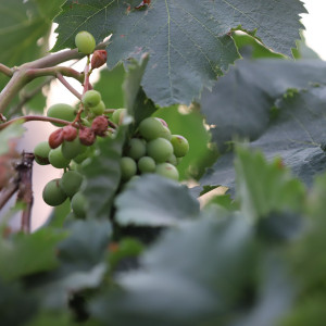 葡萄(Vitis vinifera)
