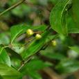 滇南美登木(植物) 滇南美登木(植物)