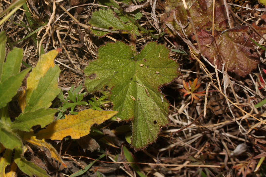 Geum peruvianum