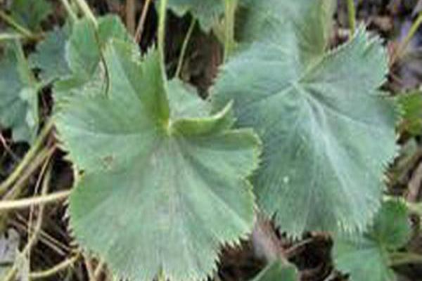 Alchemilla mollis \x27Thriller\x27