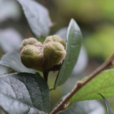 檵木(金縷梅科植物)