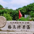 三元格氏栲 三元格氏栲