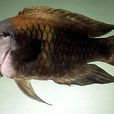 伸口魚屬