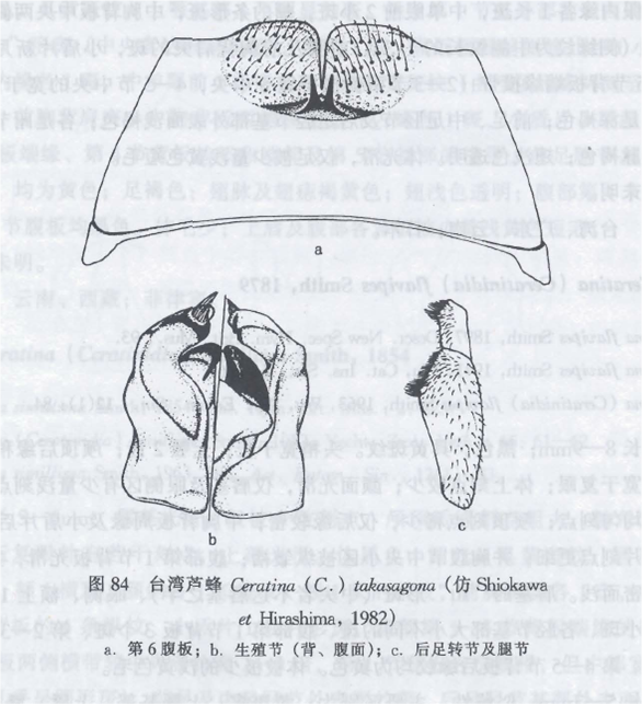 台灣蘆蜂 台灣蘆蜂