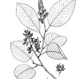 越南勾兒茶 越南勾兒茶