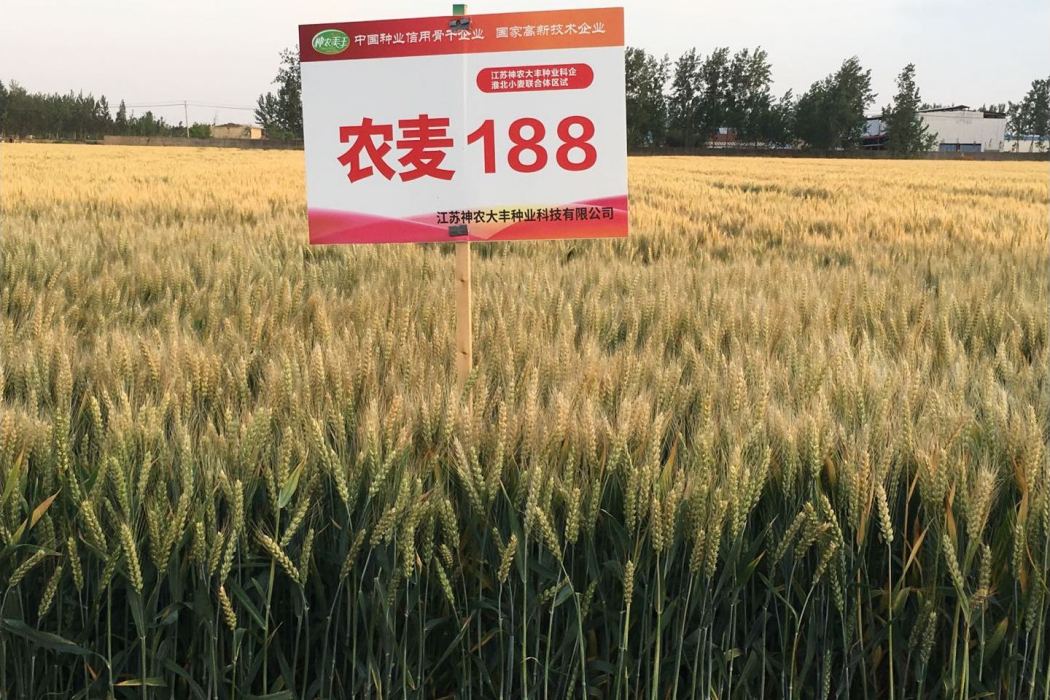 農麥188 農麥188