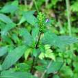 密花節節菜 密花節節菜