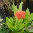 網球花 網球花