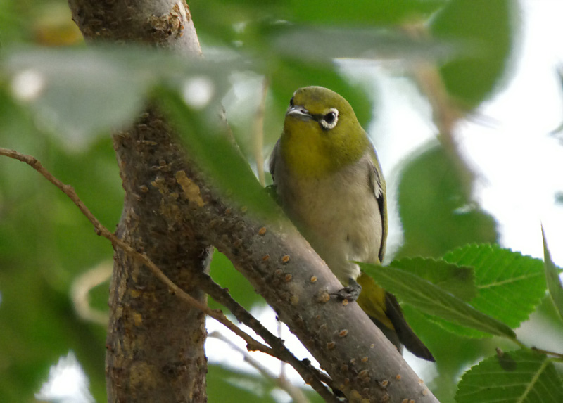 暗綠繡眼鳥普通亞種