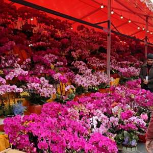 迎春花市