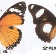 金斑蛺蝶