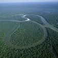 熱帶雨林(熱帶氣候區的獨特生態系統)