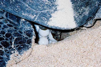 綠海龜到南丫島深灣產卵