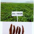 濱烏1號 濱烏1號
