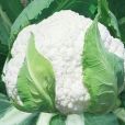 豫煙三號 豫煙三號