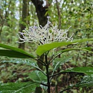 Chassalia corallioides