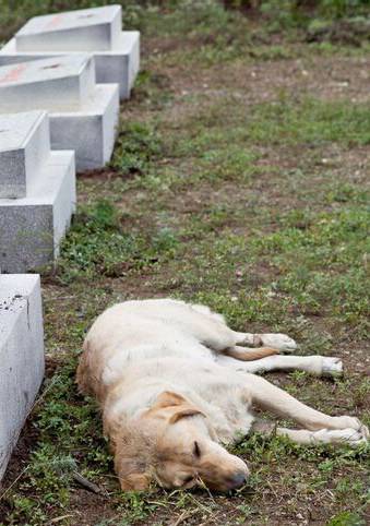 神犬奇兵(小米加步槍（電視劇《神犬奇兵》別稱）)